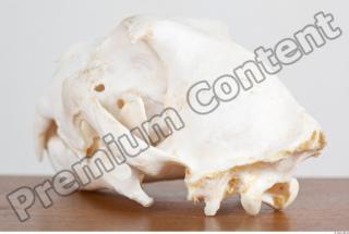 Skull photo reference 0059